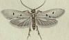 ҥ Tineidae