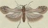 ҥ饿ޥϥХ Depressariidae