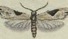 Х Gelechiidae