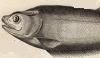 ʥʥʥޥ Notopteridae