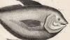 ޥʥĥ Stromateidae