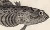 ޥ󥳥 Batrachoididae