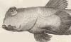 ǥ륯 Oxudercidae