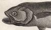  Pomatomidae
