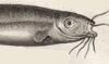 ǥ󥭥ʥޥ Malapteruridae