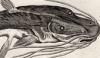 ԥɥ Pimelodidae