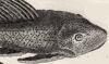 ꥫꥢ Loricariidae