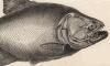 饵ॹ Serrasalmidae