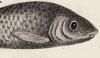 饤亮 Elopidae