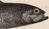  Megalopidae