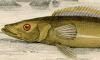 åɲ Cichlidae