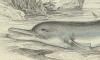 󥸥磻륫 Platanistidae