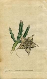 1787ǯ Curtis Botanical Magazine No.26 祦ȥ ڥ° STAPELIA VARIEGATA ¿ʪ