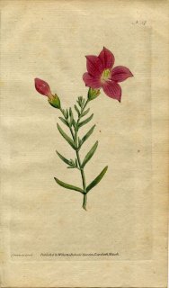 1787年 Curtis Botanical Magazine No.37 リンドウ科 キロニア CHIRONIA FRUTESCENS