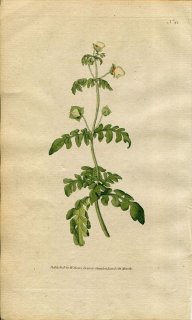 1787年 Curtis Botanical Magazine No.41 カルセオラリア科 キンチャクソウ属 CALCEOLARIA PINNATA