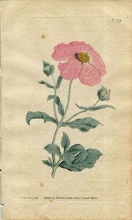 1787年 Curtis Botanical Magazine No.43 ハンニチバナ科 ムラサキゴジアオイ CISTUS INCANUS