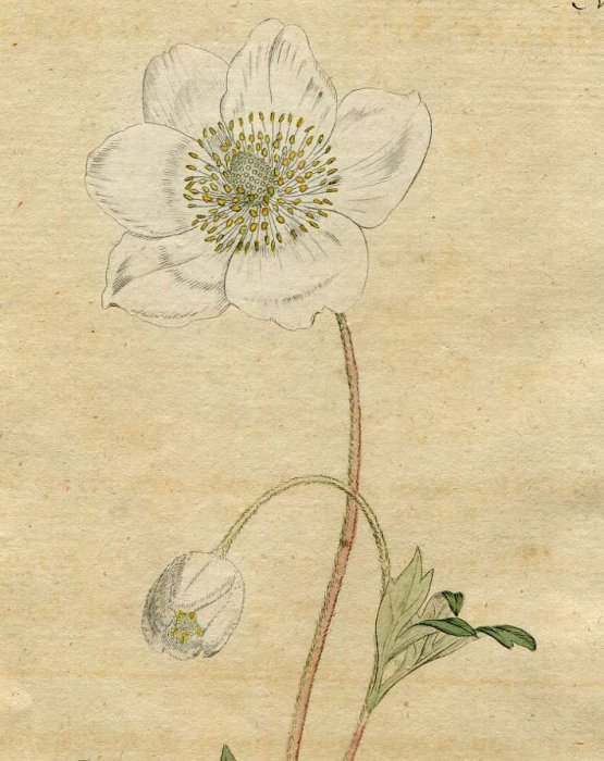 1787年 Curtis Botanical Magazine No.54 キンポウゲ科 イチリンソウ属 ANEMONE SYLVESTRIS -  アンティークプリント 博物画 ボタニカルアートの通販サイト Spirito di Artigiano