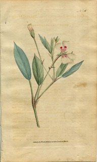 1787年 Curtis Botanical Magazine No.56 フウロソウ科 ゲラニウム GERANIUM LANCEOLATUM