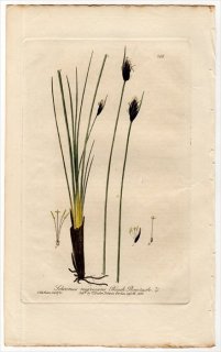 1839ǯ Baxter British Phaenogamous Botany Pl.268 ĥꥰ Υ° Schoenus nigricans