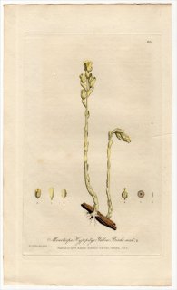 1839ǯ Baxter British Phaenogamous Botany Pl.275 ĥĥ 㥯祦° 㥯祦 Monotropa hypopitys