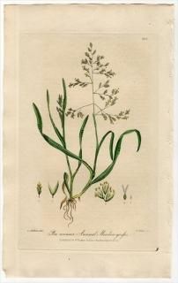 1839ǯ Baxter British Phaenogamous Botany Pl.288 Ͳ ĥʥ° Υӥ Poa Annua