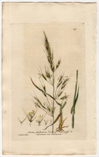 1839ǯ Baxter British Phaenogamous Botany Pl.292 Ͳ ̥° Avena Pubescens