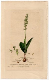 1839ǯ Baxter British Phaenogamous Botany Pl.295  ५° ɥ Herminium Monorchis
