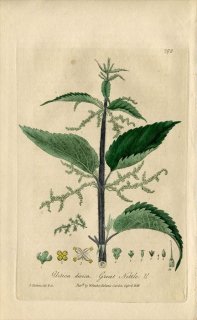 1839ǯ Baxter British Phaenogamous Botany Pl.298 饯 饯° 襦饯 Urtica Dioica