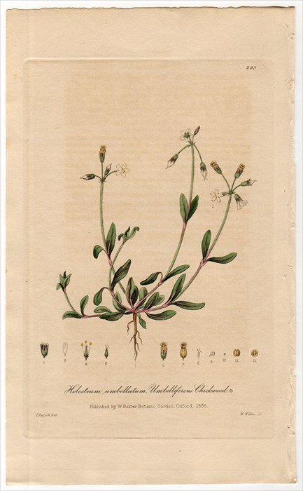 19年 Baxter British Phaenogamous Botany Pl 299 ナデシコ科 カギザケハコベ属 Holosteum Umbellatum アンティークプリント ボタニカルアート 博物画の通販サイト Spirito Di Artigiano