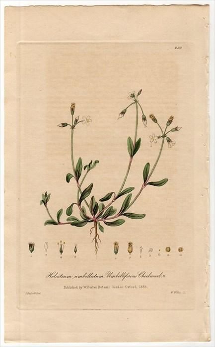 19年 Baxter British Phaenogamous Botany Pl 299 ナデシコ科 カギザケハコベ属 Holosteum Umbellatum アンティークプリント ボタニカルアート 博物画の通販サイト Spirito Di Artigiano 19年 Baxter British Phaenogamous Botany Pl 299 ナデシコ科 カギザケハコベ属 Holosteum Umbellatum アンティークプリント ボタニカルアート 博物画の通販サイト Spirito Di Artigiano