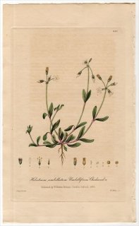 1839ǯ Baxter British Phaenogamous Botany Pl.299 ʥǥ ϥ° Holosteum Umbellatum