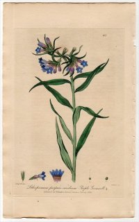 1839ǯ Baxter British Phaenogamous Botany Pl.301 饵 饵° Lithospermum Purpuro Coeruleum