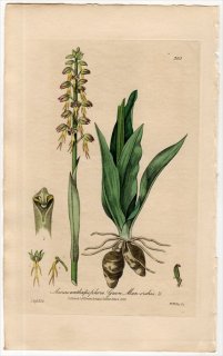 1839ǯ Baxter British Phaenogamous Botany Pl.305  륭° Aceras Anthropophora