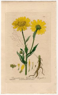 1839ǯ Baxter British Phaenogamous Botany Pl.306  󥮥° Chrysanthemum Segetum