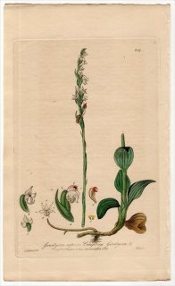 1839ǯ Baxter British Phaenogamous Botany Pl.309  她° ҥߥޥ Goodyera repens