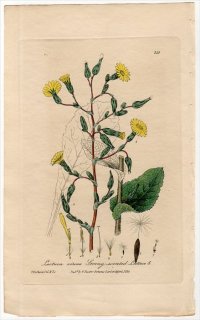 1839ǯ Baxter British Phaenogamous Botany Pl.315  ΥΥ° 磻ɥ쥿 Lactuca Virosa