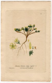 1839ǯ Baxter British Phaenogamous Botany Pl.316 ʥǥ ͥĥ᥯° Cherleria Sedoides