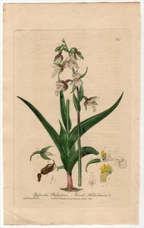 1839ǯ Baxter British Phaenogamous Botany Pl.317  ° Epipactis Palustris