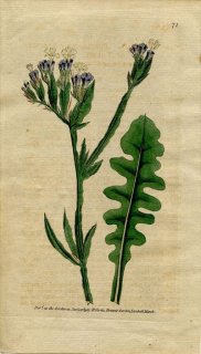 1789年 Curtis Botanical Magazine No.71 イソマツ科 イソマツ属 ハナハマサジ STATICE SINUATA