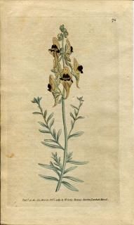 1789ǯ Curtis Botanical Magazine No.74 Х ʥꥢ° ANTIRRHINUM TRISTE