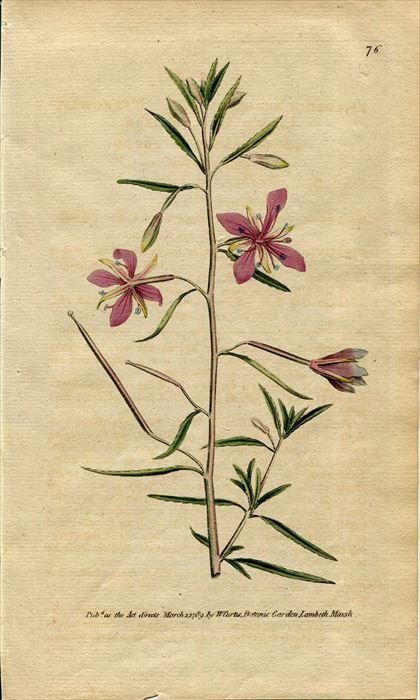 17年 Curtis Botanical Magazine No 76 アカバナ科 エピロビウム Epilobium Angustissimum アンティークプリント ボタニカルアート 博物画の通販サイト Spirito Di Artigiano 17年 Curtis Botanical Magazine No 76 アカバナ科 エピロビウム Epilobium Angustissimum アンティークプリント ボタニカルアート 博物画の通販サイト Spirito Di Artigiano
