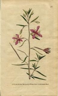 1789ǯ Curtis Botanical Magazine No.76 Хʲ ԥӥ EPILOBIUM ANGUSTISSIMUM