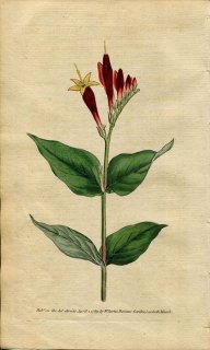 1789年 Curtis Botanical Magazine No.80 マチン科 スピゲリア SPIGELIA MARILANDICA