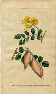 1789ǯ Curtis Botanical Magazine No.81 ޥ ܥޥ COLUTEA ARBORESCENS