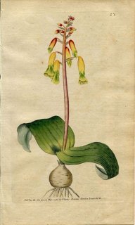 1789年 Curtis Botanical Magazine No.82 キジカクシ科 ラケナリア属 LACHENALIA TRICOLOR