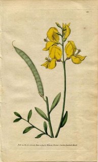 1789年 Curtis Botanical Magazine No.85 マメ科 レダマ SPARTIUM JUNCEUM