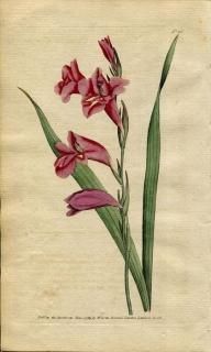 1789ǯ Curtis Botanical Magazine No.86  饸饹 GLADIOLUS COMMUNIS