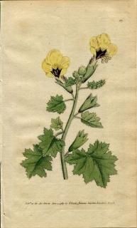 1789ǯ Curtis Botanical Magazine No.87 ʥ ҥ襹 HYOSCYAMUS AUREUS