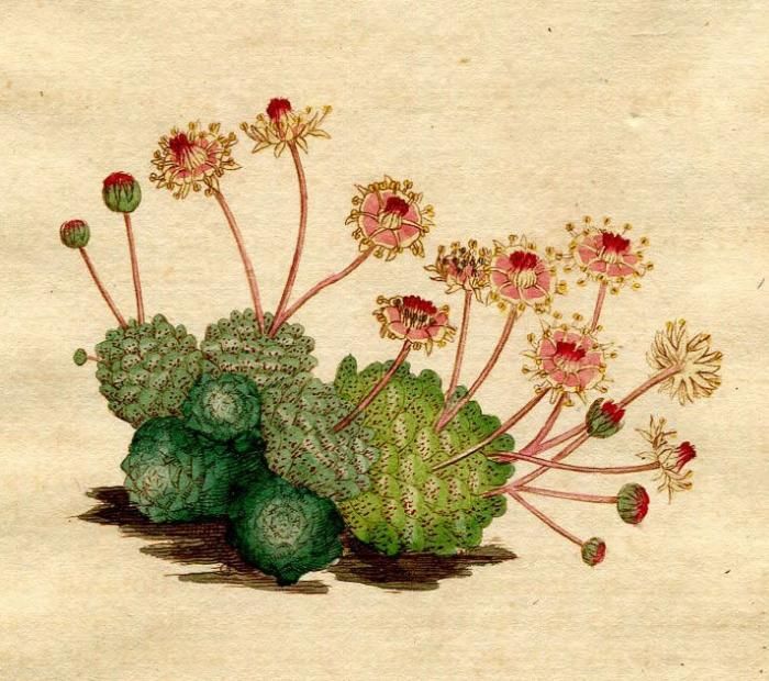 1789年 Curtis Botanical Magazine No.93 ベンケイソウ科