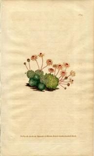 1789ǯ Curtis Botanical Magazine No.93 ٥󥱥 ʥƥ° SEMPERVIVUM MONANTHES ¿ʪ